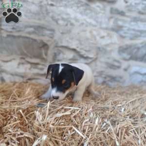 Max, Jack Russell Terrier Puppy